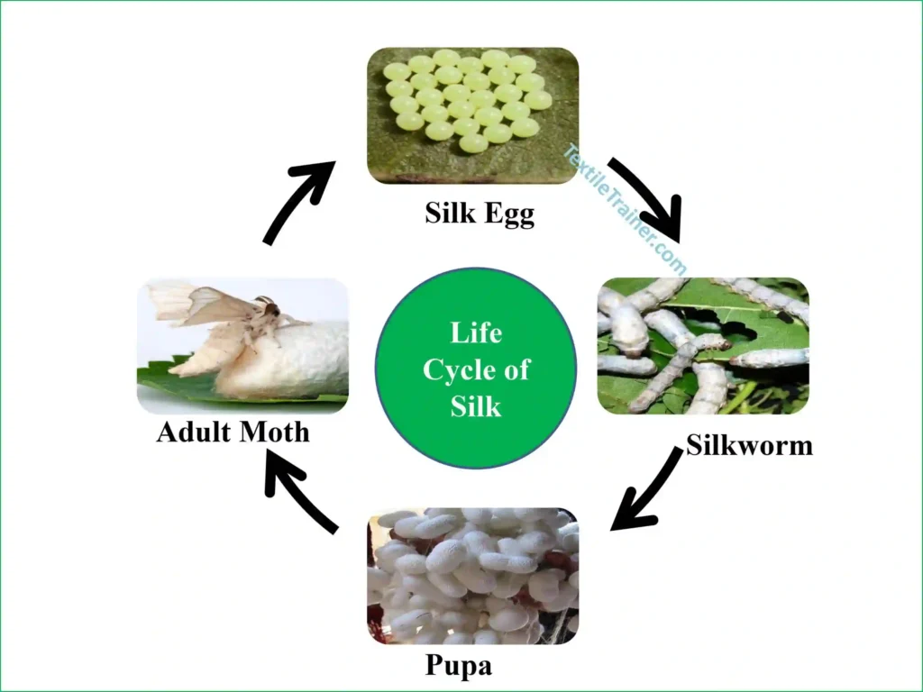 Life cycle of silk