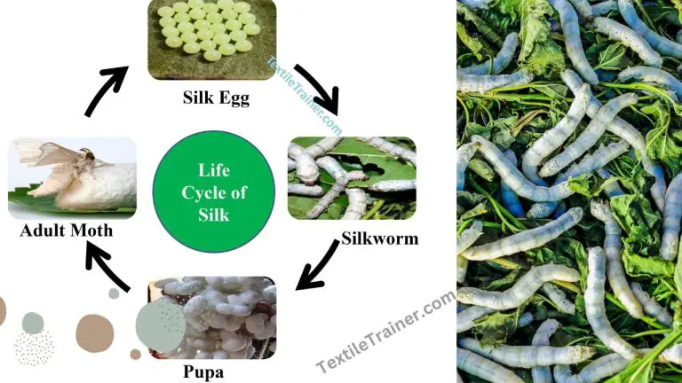 Simple Life Cycle Of Silkworm With Easy Stage Textile Trainer