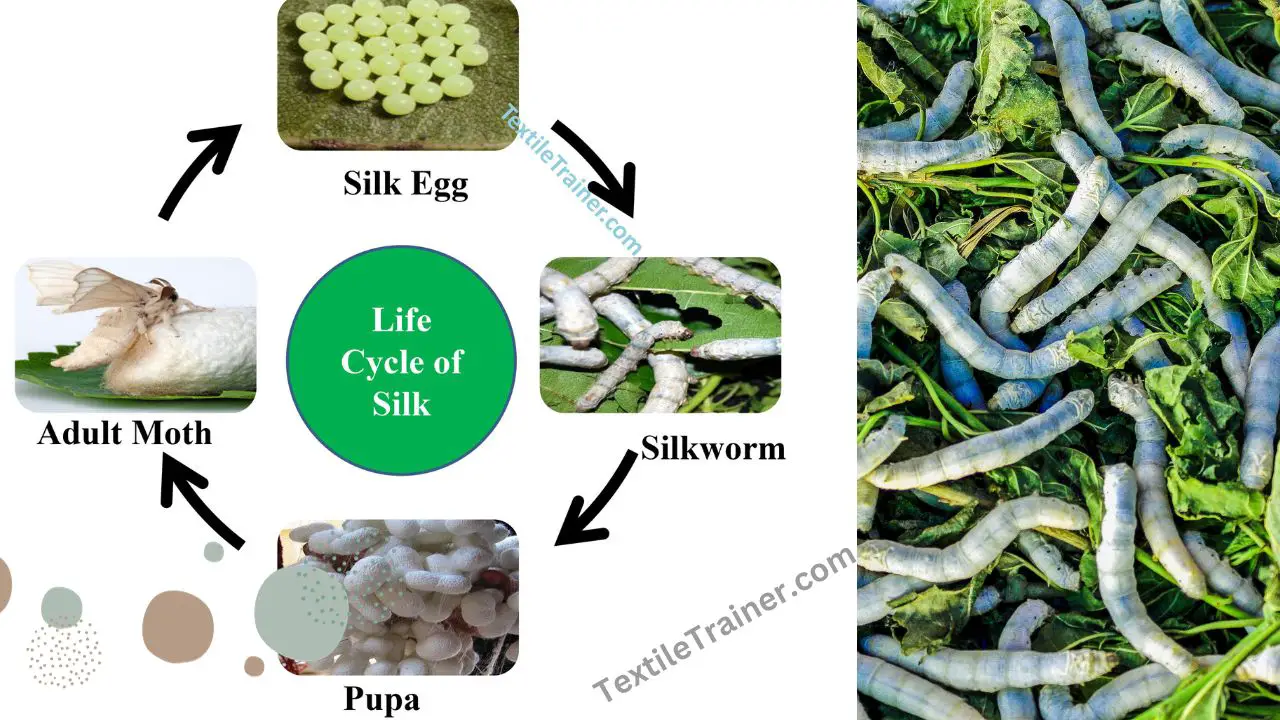Draw a labelled diagram to show the lifecycle of a silk moth! At which  stage is silkfibre obtained?​ - Brainly.in