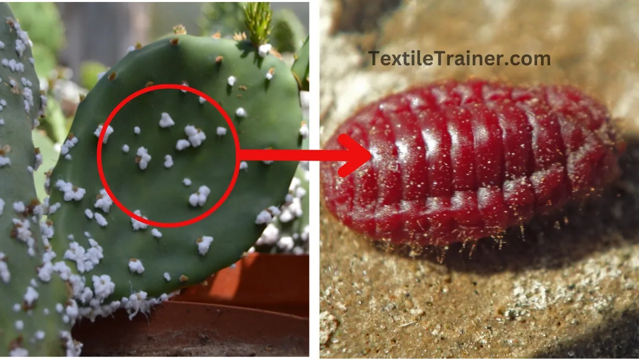 Cochineal insects