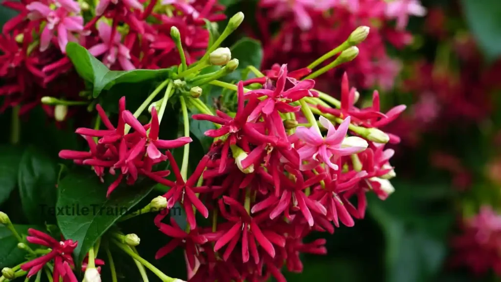 Combretum indicum