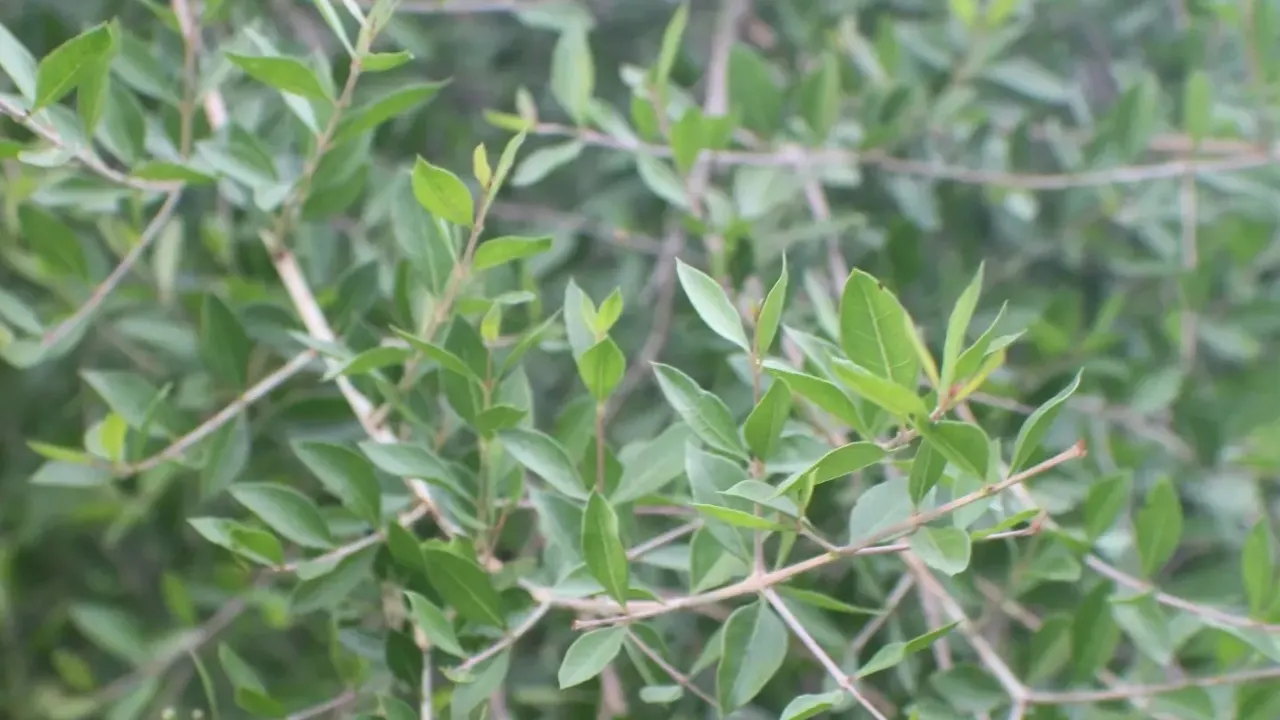 source of natural dyes: Hanna-Lawsonia-Inermis Henna leaves