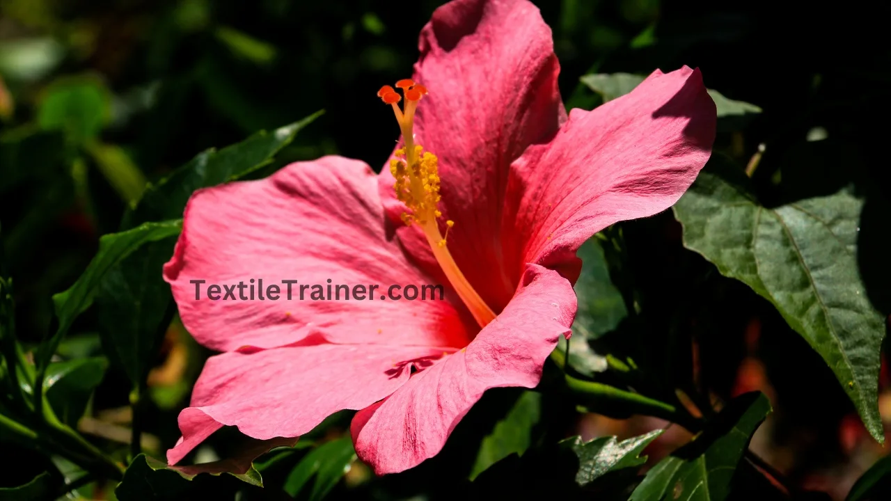 Hibiscus rosa sinensis