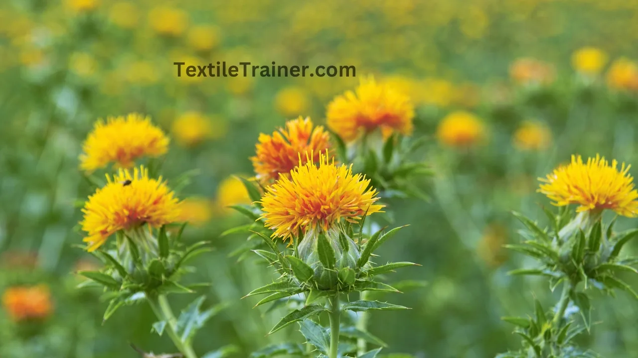 Safflower