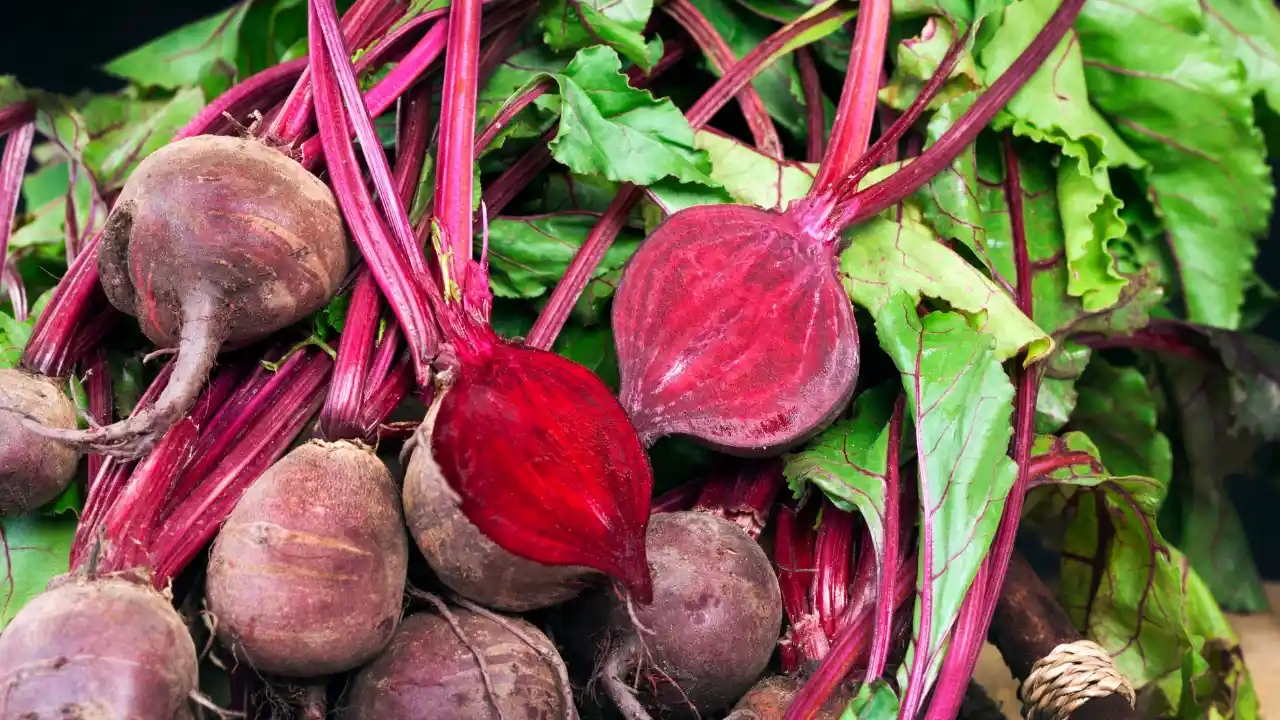 beetroot dyeing