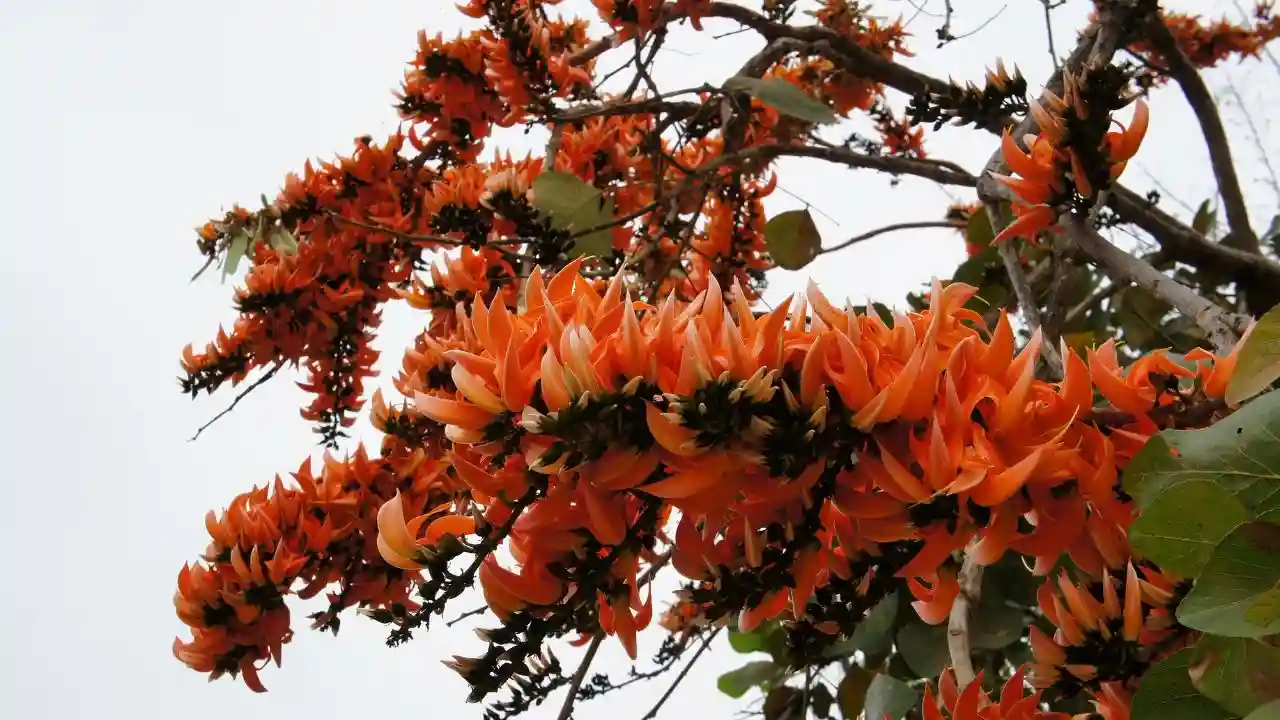Butea monosperma flowers