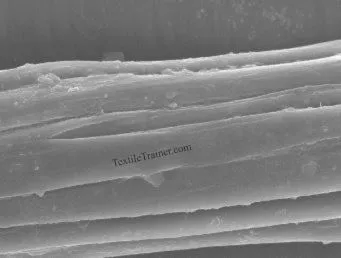 Longitudinal view of a lotus fiber