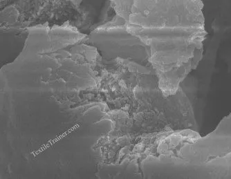 cross sectional view of lotus